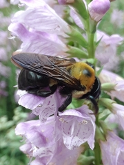 Xylocopa virginica