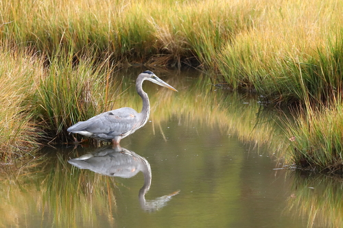 Great Blue Heron photographed in Connecticut