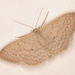 Varied Wave Moth - Photo (c) Victor W Fazio III, some rights reserved (CC BY-NC), uploaded by Victor W Fazio III