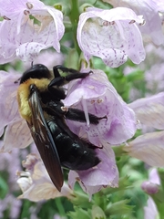 Xylocopa virginica