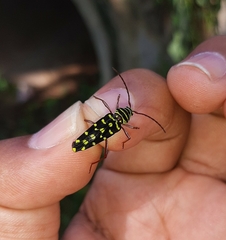 Placosternus guttatus