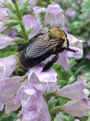Xylocopa virginica