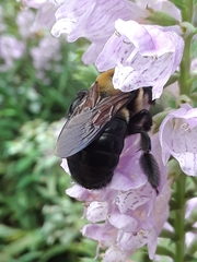 Xylocopa virginica