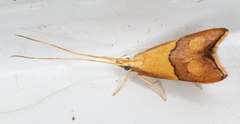 Crocanthes prasinopis