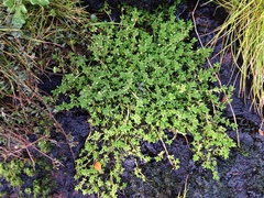 Crassula moschata