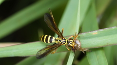 Poecilopompilus mixtus