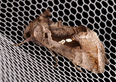 Chrysodeixis subsidens