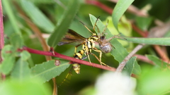 Poecilopompilus mixtus