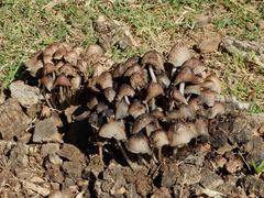 Coprinellus truncorum