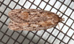 Acantholena siccella
