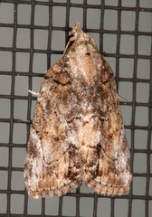 Etanna clopaea