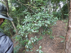 Ternstroemia conicocarpa