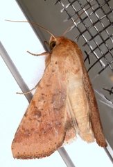 Australothis rubrescens