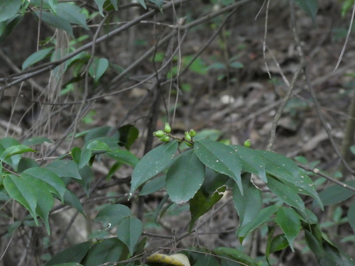 Symplocos sumuntia (Symplocos sumuntia)