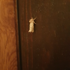 Triodia sylvina