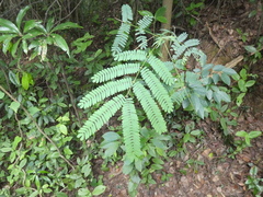 Albizia kalkora