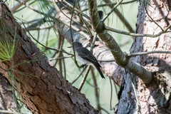 Muscicapa striata striata