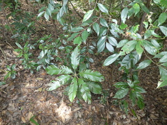 Lithocarpus uvariifolius