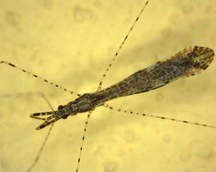 Empicoris vagabundus