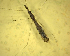 Empicoris vagabundus