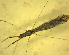 Empicoris vagabundus