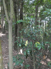 Artocarpus hypargyreus