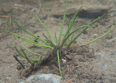 Isoetes echinospora