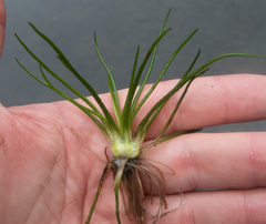 Isoetes echinospora