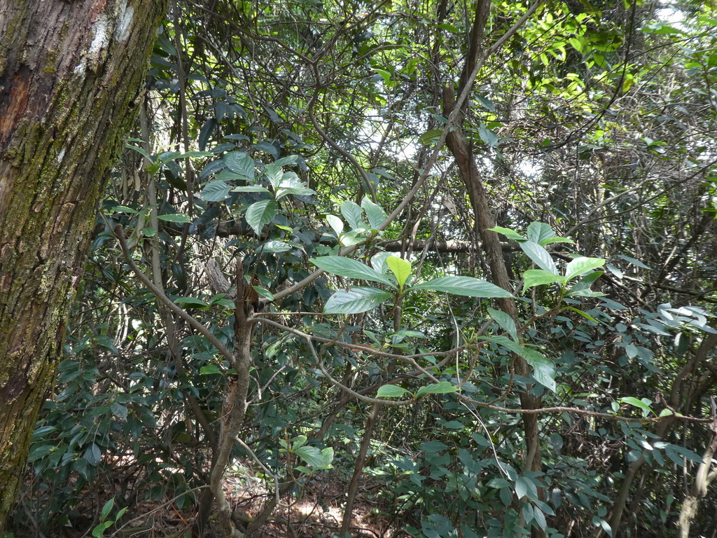 Gardenia jasminoides, Danxiashan Suodao, Renhua, Shaoguan, Guangdong, China