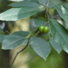 Japanese Tallow Tree - Photo (c) Aaron Liston, some rights reserved (CC BY), uploaded by Aaron Liston
