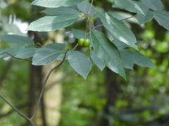Neoshirakia japonica