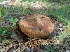 Phlebopus marginatus