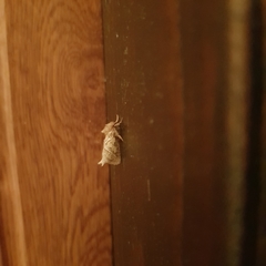 Triodia sylvina