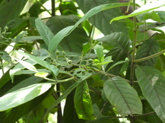 Tarenna mollissima