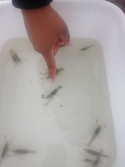 Palaemon macrodactylus