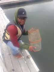 Palaemon macrodactylus