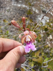 Psychilis macconnelliae