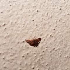 Emmiltis pygmaearia
