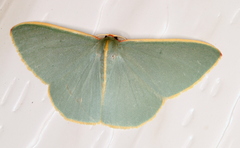 Chlorocoma assimilis