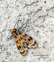 Eucereon phaeoprocta