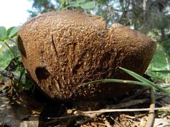 Phlebopus marginatus