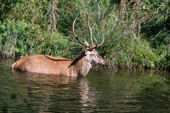 Cervus elaphus italicus