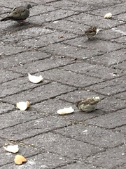 Passer domesticus