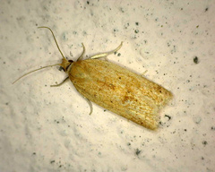 Clepsis coriacanus