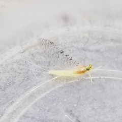 Leucrocuta maculipennis