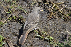 Histurgops ruficauda