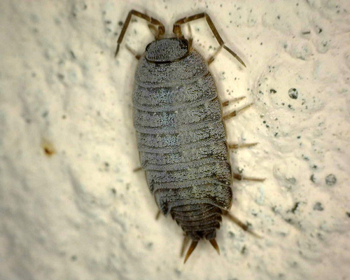 Six-striped Woodlouse