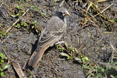 Histurgops ruficauda