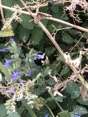 Bombus impatiens
