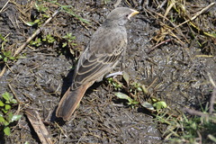 Histurgops ruficauda